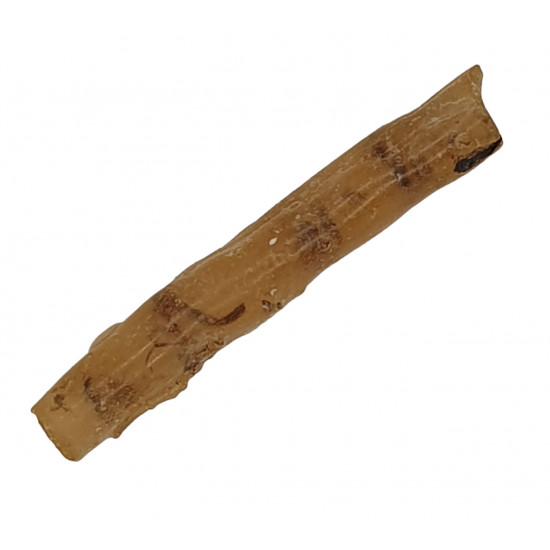 ambre (copal) avec insecte