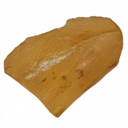 amber (copal) with insect
