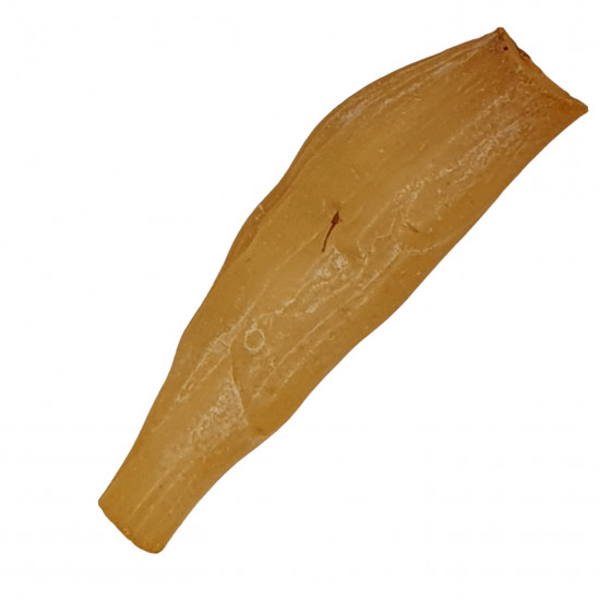 amber (copal) with insect