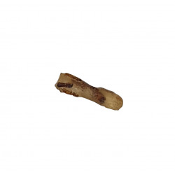 ambre (copal) avec insecte
