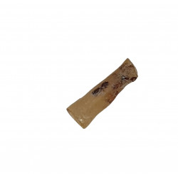 amber (copal) with insect
