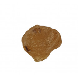 amber (copal) with insect