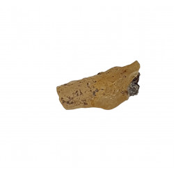 ambre (copal) avec insecte
