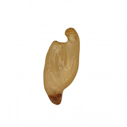 amber (copal) with insect