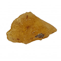 ambre (copal) avec insecte