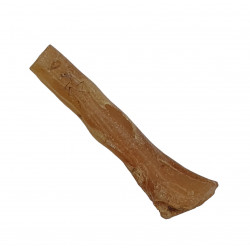 ambre (copal) avec insecte