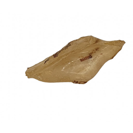 amber (copal) with insect