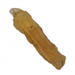 ambre (copal) avec insecte