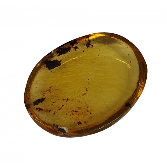 amber with mosquito
