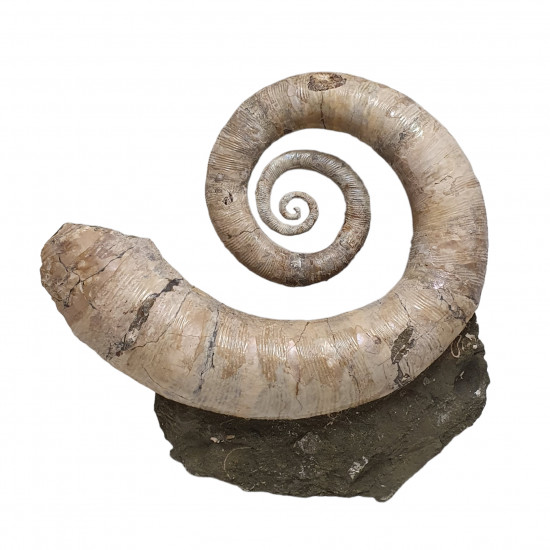 Ephamulina arcuata 