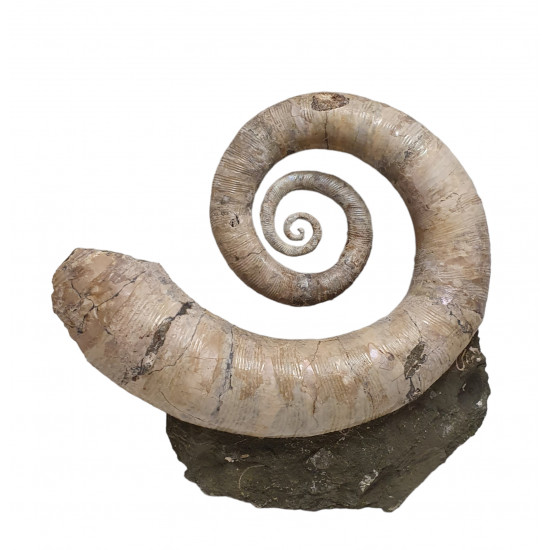 Ephamulina arcuata 