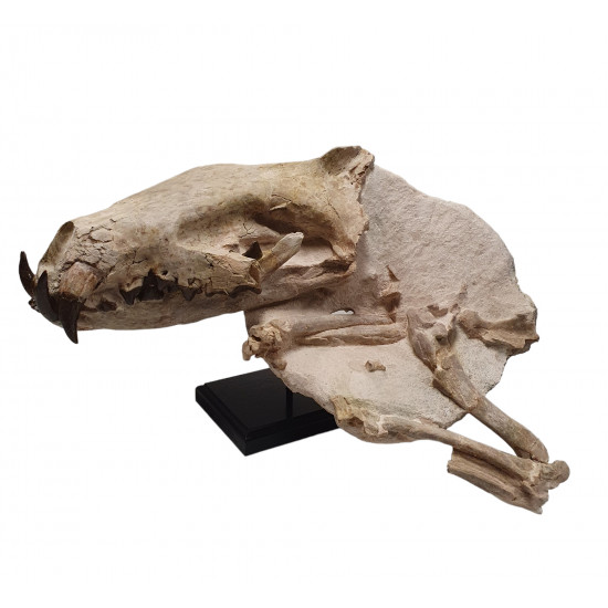 Hyaenodon horridus (skull and leg)