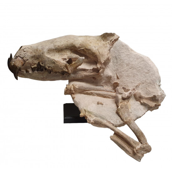 Hyaenodon horridus (skull and leg)