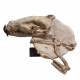 Hyaenodon horridus (skull and leg)
