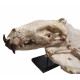 Hyaenodon horridus (skull and leg)