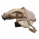 Hyaenodon horridus (skull and leg)