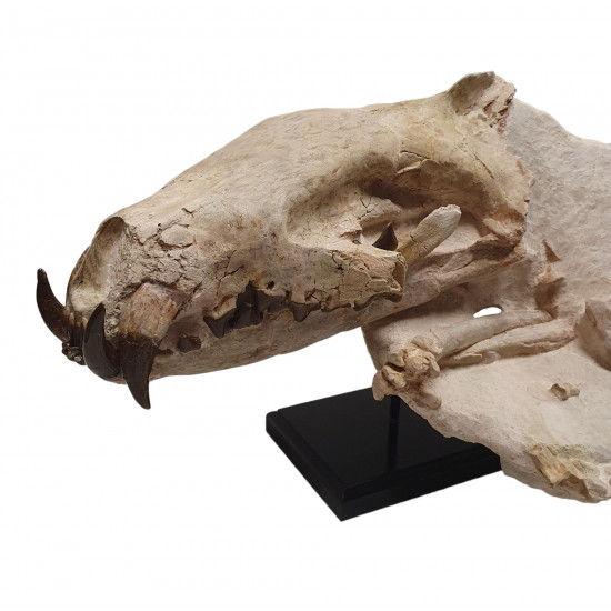 Hyaenodon horridus (skull and leg)
