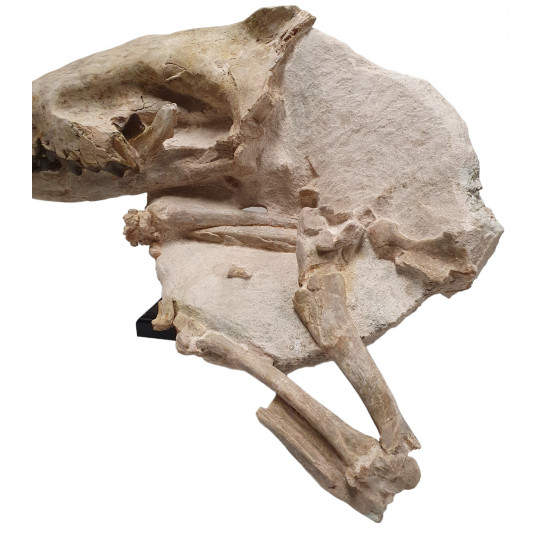 Hyaenodon horridus (skull and leg)
