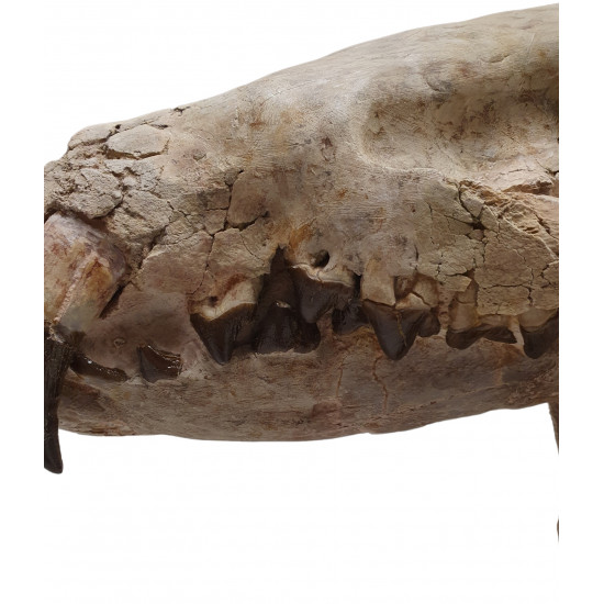 Hyaenodon horridus (skull and leg)