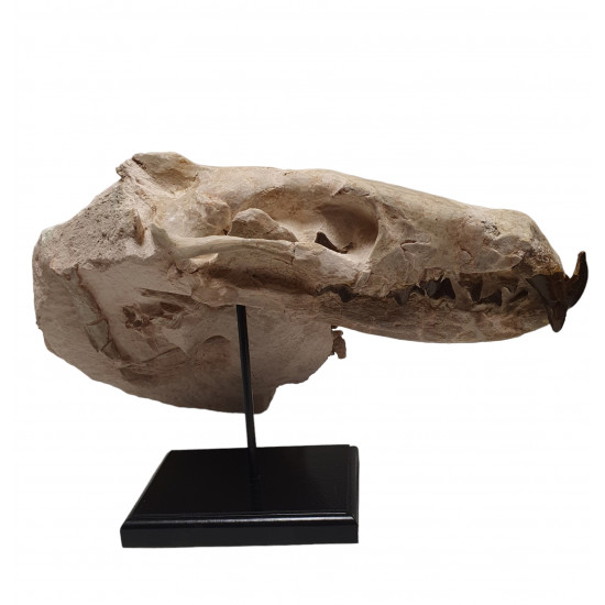 Hyaenodon horridus (skull and leg)