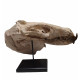 Hyaenodon horridus (skull and leg)
