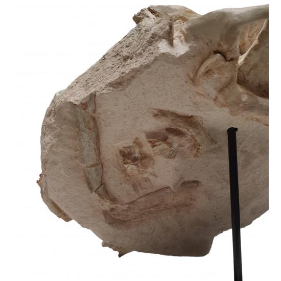Hyaenodon horridus (skull and leg)