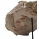 Hyaenodon horridus (skull and leg)