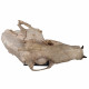 Hyaenodon horridus (skull and leg)