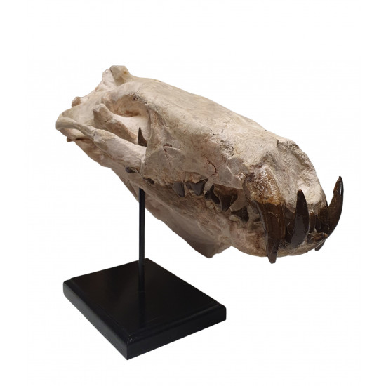 Hyaenodon horridus (skull and leg)