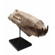 Hyaenodon horridus (skull and leg)