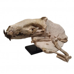 Hyaenodon horridus (skull and leg)