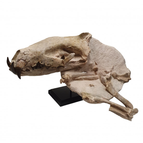 Hyaenodon horridus (skull and leg)