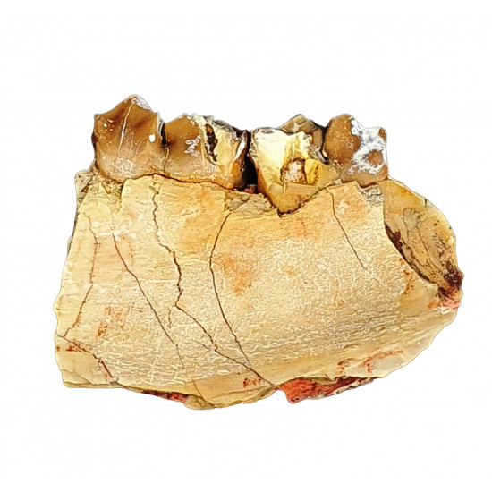 Merycoidodon culbertsoni (jaw)