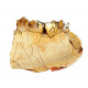 Merycoidodon culbertsoni (jaw)