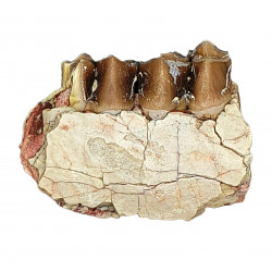 Merycoidodon culbertsoni (jaw)