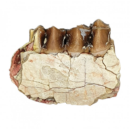 Merycoidodon culbertsoni (jaw)