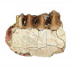 Merycoidodon culbertsoni (jaw)