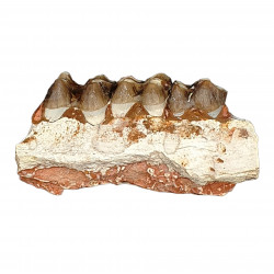 Merycoidodon culbertsoni (jaw)