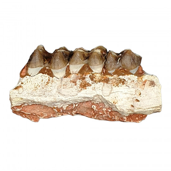 Merycoidodon culbertsoni (jaw)