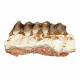 Merycoidodon culbertsoni (jaw)