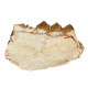 Merycoidodon culbertsoni (jaw)