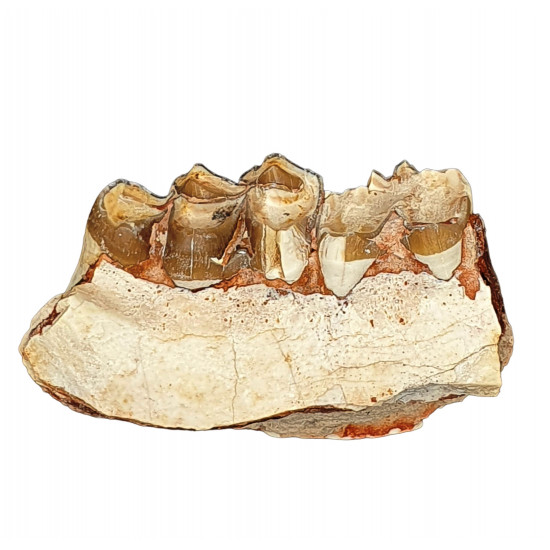 Merycoidodon culbertsoni (jaw)