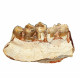 Merycoidodon culbertsoni (jaw)