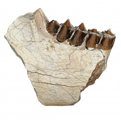 Merycoidodon culbertsoni (jaw)