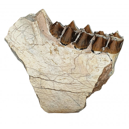 Merycoidodon culbertsoni (jaw)