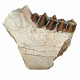 Merycoidodon culbertsoni (jaw)