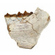 Merycoidodon culbertsoni (jaw)