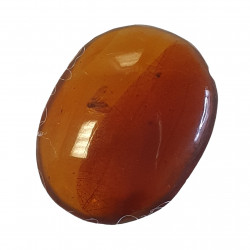 burmite amber with psocopteran