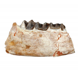 subhyracodon nebraskensis (jaw)