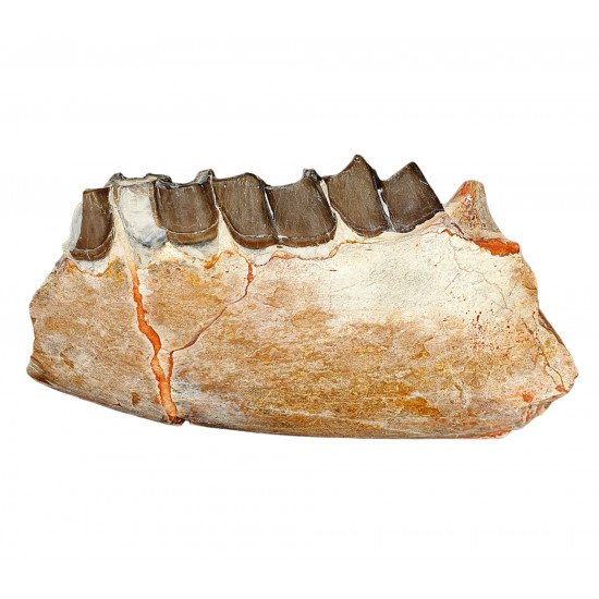 subhyracodon nebraskensis (jaw)